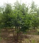 Kornelkirsche - Cornus mas - Formgehölze