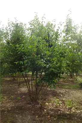 Kornelkirsche - Cornus mas - Formgehölze