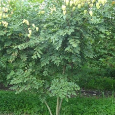 Koelreuteria paniculata - Formgehölze, mDb mehrstämmig 200- 250 Koelreuteria paniculata - Formgehölze, mDb mehrstämmig 200- 250