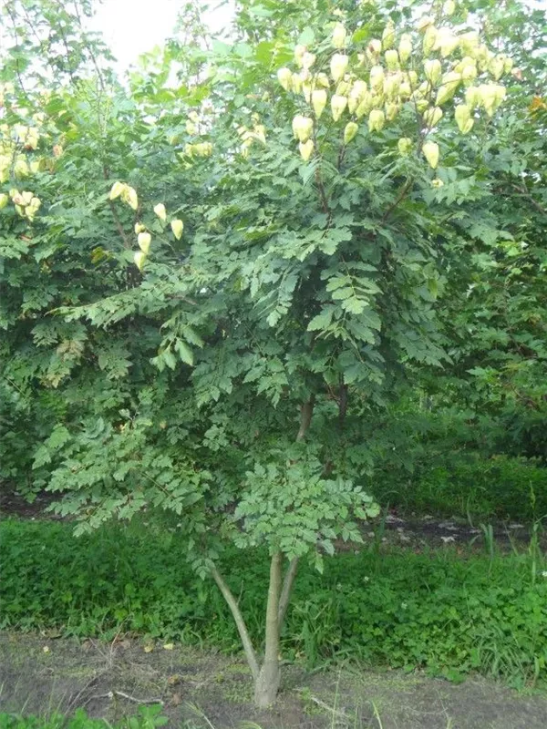 Blasenbaum - Koelreuteria paniculata - Formgehölze Blasenbaum - Koelreuteria paniculata - Formgehölze