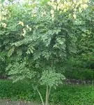 Blasenbaum - Koelreuteria paniculata - Formgehölze