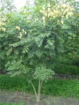 Blasenbaum - Koelreuteria paniculata - Formgehölze