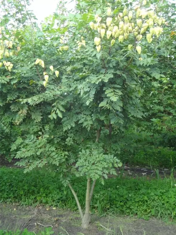 Blasenbaum - Koelreuteria paniculata - Formgehölze