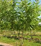 Blasenbaum - Koelreuteria paniculata - Formgehölze