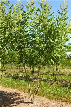 Blasenbaum - Koelreuteria paniculata - Formgehölze
