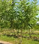 Blasenbaum - Koelreuteria paniculata - Formgehölze