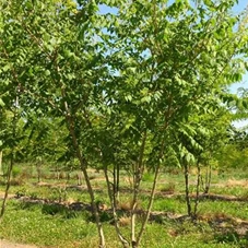 Koelreuteria paniculata - Formgehölze, mDb mehrstämmig 250- 300