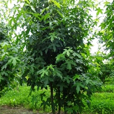 Liquidambar styraciflua - Formgehölze, mDb mehrstämmig 200- 250