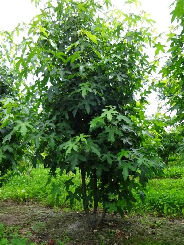 Amerikanischer Amberbaum - Liquidambar styraciflua - Formgehölze