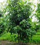 Amerikanischer Amberbaum - Liquidambar styraciflua - Formgehölze