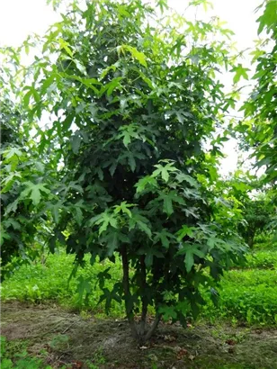 Amerikanischer Amberbaum - Liquidambar styraciflua - Formgehölze