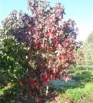 Amerikanischer Amberbaum - Liquidambar styraciflua - Formgehölze