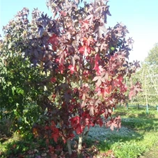 Liquidambar styraciflua - Formgehölze, mDb mehrstämmig 250- 300