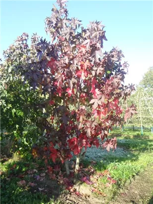 Amerikanischer Amberbaum - Liquidambar styraciflua - Formgehölze