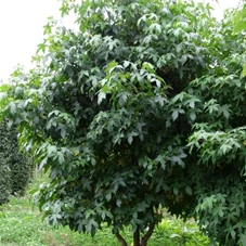 Liquidambar styraciflua 'Worplesdon' - Formgehölze, MDb mehrstämmig 300- 350