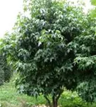 Amberbaum 'Worplesdon' - Liquidambar styraciflua 'Worplesdon' - Formgehölze