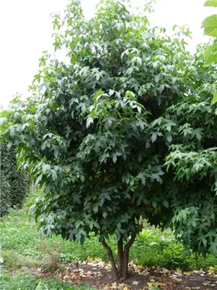 Amberbaum 'Worplesdon' - Liquidambar styraciflua 'Worplesdon' - Formgehölze