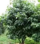 Amberbaum 'Worplesdon' - Liquidambar styraciflua 'Worplesdon' - Formgehölze