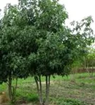 Amberbaum 'Worplesdon' - Liquidambar styraciflua 'Worplesdon' - Formgehölze