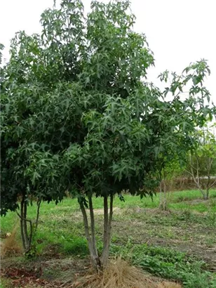 Amberbaum 'Worplesdon' - Liquidambar styraciflua 'Worplesdon' - Formgehölze