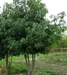 Amberbaum 'Worplesdon' - Liquidambar styraciflua 'Worplesdon' - Formgehölze