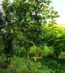 Kobushi-Magnolie - Magnolia kobus - Formgehölze