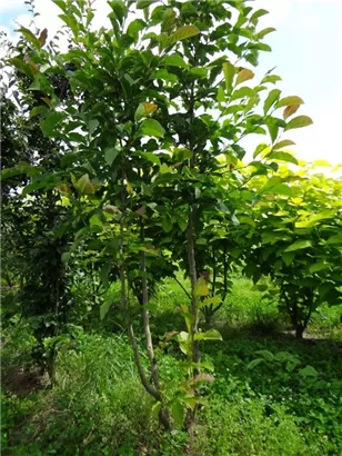 Kobushi-Magnolie - Magnolia kobus - Formgehölze