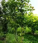 Kobushi-Magnolie - Magnolia kobus - Formgehölze