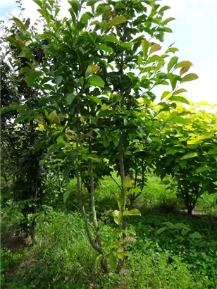 Kobushi-Magnolie - Magnolia kobus - Formgehölze