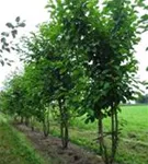 Kobushi-Magnolie - Magnolia kobus - Formgehölze