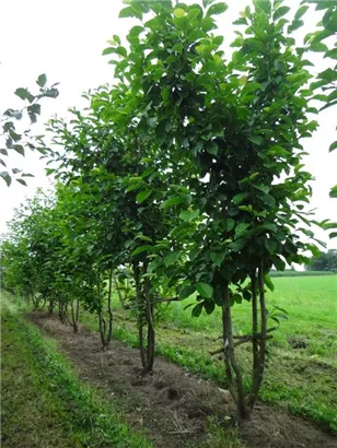 Kobushi-Magnolie - Magnolia kobus - Formgehölze