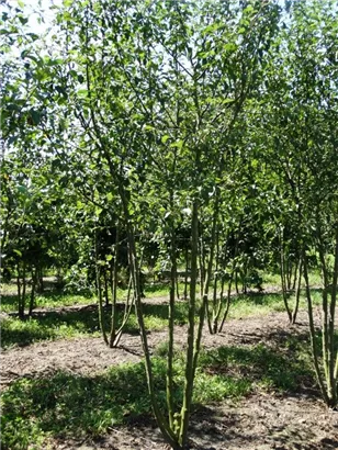 Zierapfel 'Evereste' -R- - Malus 'Evereste' -R- CAC