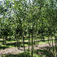 Malus 'Evereste' -R- CAC, mDb mehrstämmig 250- 300 Malus 'Evereste' -R- CAC, mDb mehrstämmig 250- 300