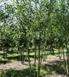 Zierapfel 'Evereste' -R- - Malus 'Evereste' -R- CAC