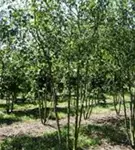 Zierapfel 'Evereste' -R- - Malus 'Evereste' -R- CAC