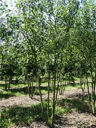 Zierapfel 'Evereste' -R- - Malus 'Evereste' -R- CAC