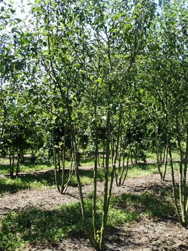 Zierapfel 'Evereste' -R- - Malus 'Evereste' -R- CAC