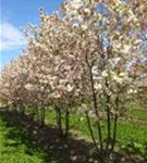 Zierapfel 'Evereste' -R- - Malus 'Evereste' -R- CAC