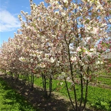 Malus 'Evereste' -R- CAC, mDb mehrstämmig 300- 350