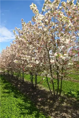 Zierapfel 'Evereste' -R- - Malus 'Evereste' -R- CAC