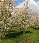 Zierapfel 'Evereste' -R- - Malus 'Evereste' -R- CAC