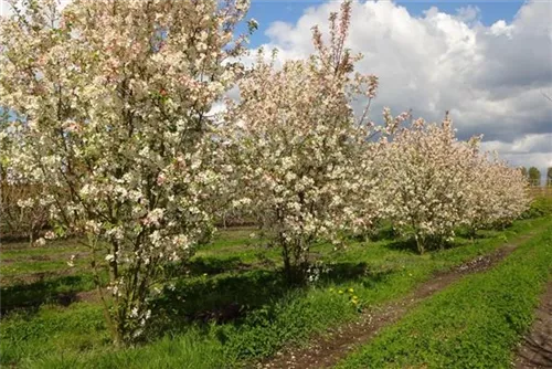 Zierapfel 'Evereste' -R- - Malus 'Evereste' -R- CAC