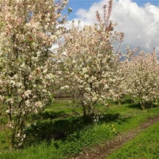 Malus 'Evereste' -R- CAC, mDb mehrstämmig 350- 400