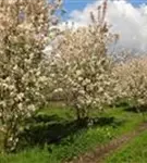 Zierapfel 'Evereste' -R- - Malus 'Evereste' -R- CAC