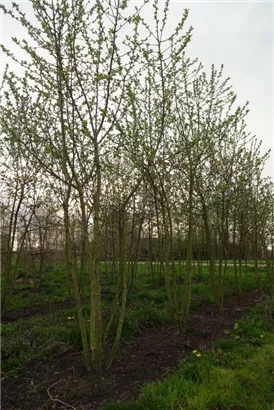 Zierapfel 'Evereste' -R- - Malus 'Evereste' -R- CAC