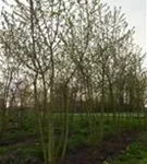 Zierapfel 'Evereste' -R- - Malus 'Evereste' -R- CAC