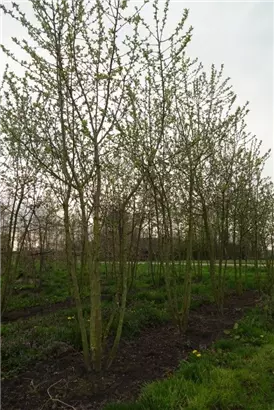 Zierapfel 'Evereste' -R- - Malus 'Evereste' -R- CAC