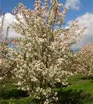 Zierapfel 'Evereste' -R- - Malus 'Evereste' -R- CAC