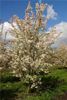 Zierapfel 'Evereste' -R- - Malus 'Evereste' -R- CAC