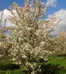 Zierapfel 'Evereste' -R- - Malus 'Evereste' -R- CAC